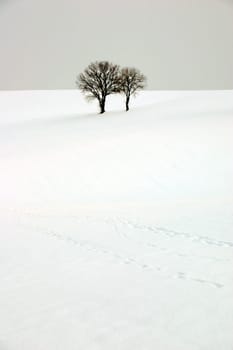 Concord