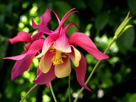 columbine