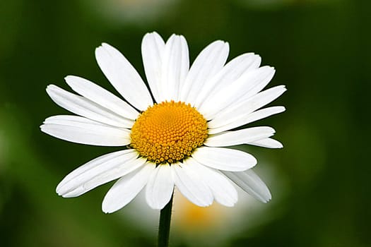Marguerite