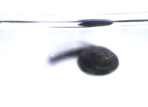 ... and kiss me,for I am an enchanted prince whom an evil photographer has turned into a tadpole!
