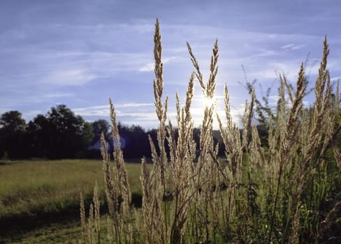 Late summer