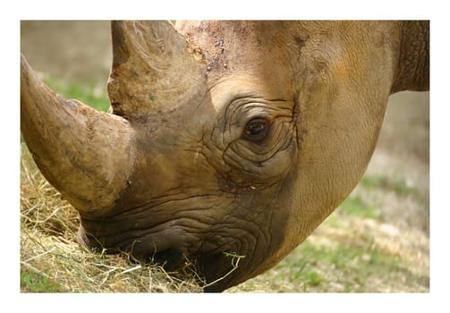 Rhinoceros