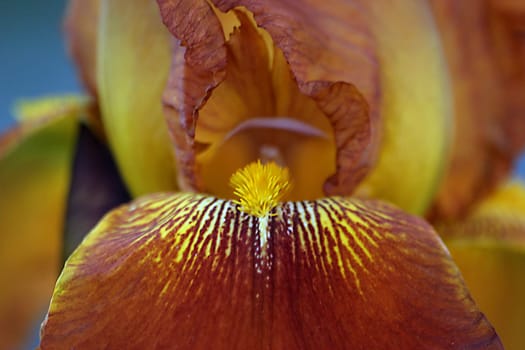 golden bearded irises