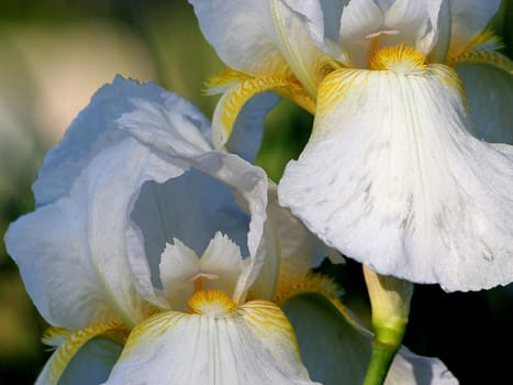 Bearded iris
