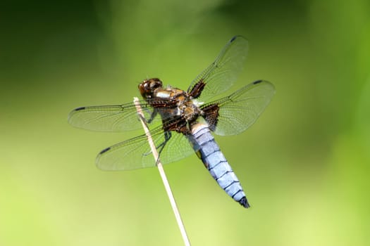 Flat belly (Libellula depressa) Family of dragonflies (Libellulidae) Suborder of dragonflies (Anisoptera)