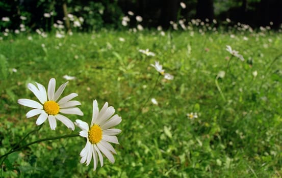 Daisies in doubles