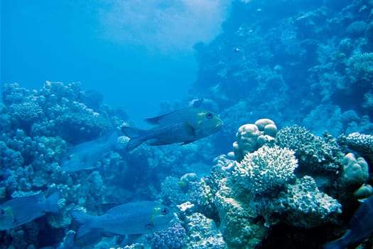 Street sweepers on the reef,Maldives