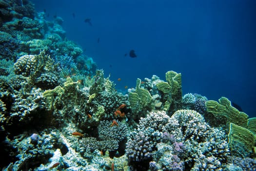 Coral Reef,Red Sea