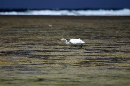 Hunting heron,Egypt