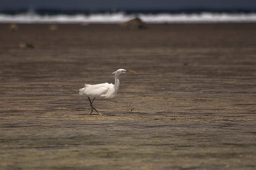 Hunting heron,Egypt