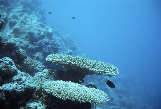 Table corals,Maldives