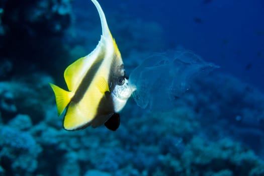 Bannerfish nibbles on a jellyfish,taken in the Red Sea near El Quseir/Egypt. Nikon F50 in Sealux body,Subtronic SF 3000 flash,Kodak Elite Extra Colour.