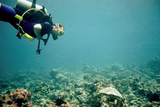 Sea turtle and diver,Maldives