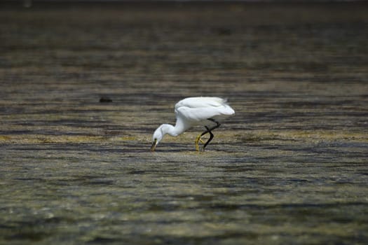 Hunting heron,Egypt