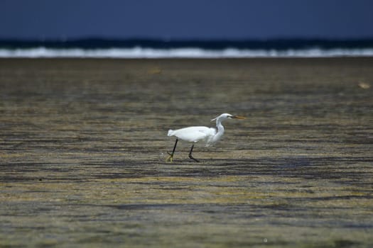 Hunting heron,Egypt