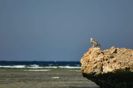 White-tailed eagle,Egypt