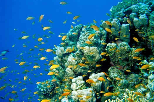 Anthias,Red Sea