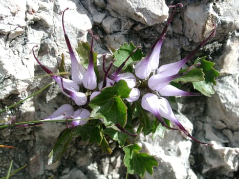 Rampion