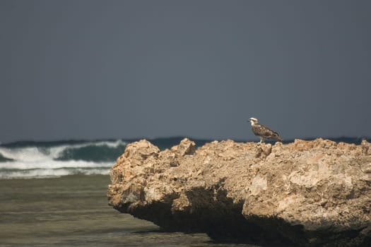 White-tailed eagle,Egypt