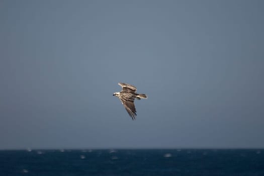 White-tailed eagle,Egypt