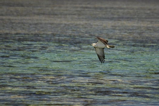 White-tailed eagle,Egypt
