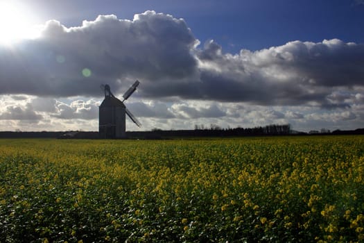 Windmill in the rapeseed field