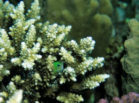 Hidden Chromis,Maldives
