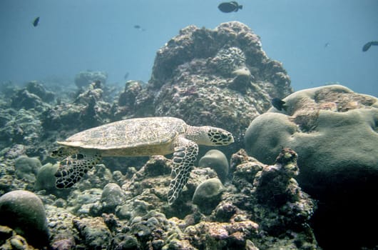 Sea turtle