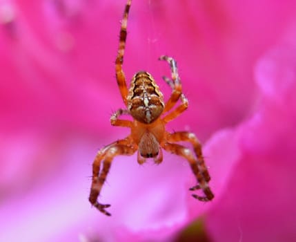 What crawls in front of your lens