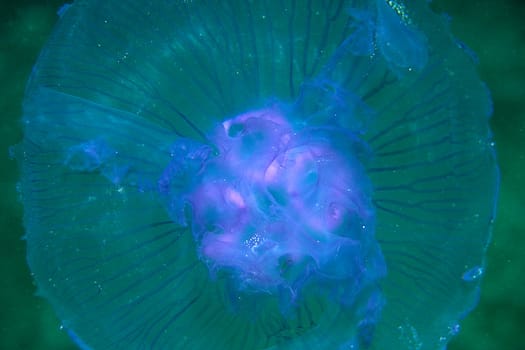 Jellyfish,Red Sea