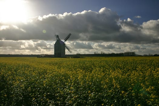 Windmill in the rapeseed field