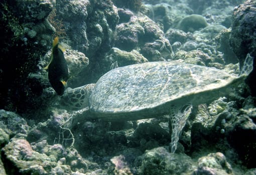 Sea turtle can be cleaned