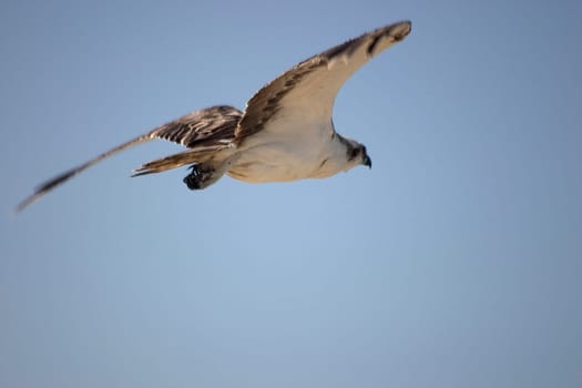 White-tailed eagle,Egypt