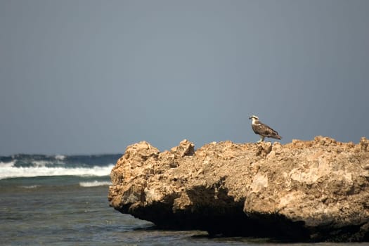 White-tailed eagle,Egypt