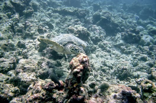 Sea turtle