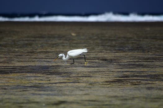 Hunting heron,Egypt