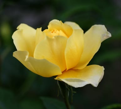 early morning for all the nice people!!!