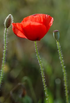 Poppy blossoms
