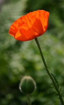 No matter what the weather is,I always find the blossom of the poppy slightly overwhelmed or the red always too intense. Women can't gain anything with image editing either,does anyone have a tip? Greeting Bea