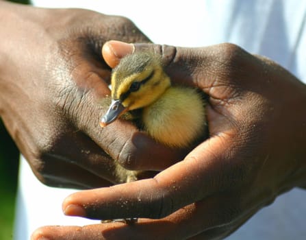... After an emergency call received,the police rushed to the scene and tried to "save"" a mother duck with her 7 chicks with the combined forces of passers-by. She had gotten a bit lost in an inner-city residential district....."