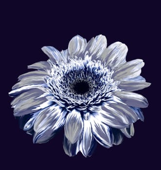 Gerbera - from the Asterceae/Compositae family,lat. Gerbera hybrids