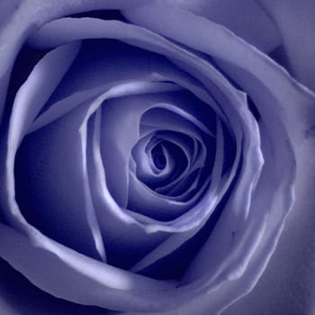 Rose,lat. rosa chinensis