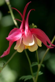 Columbine