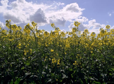 At the rapeseed field