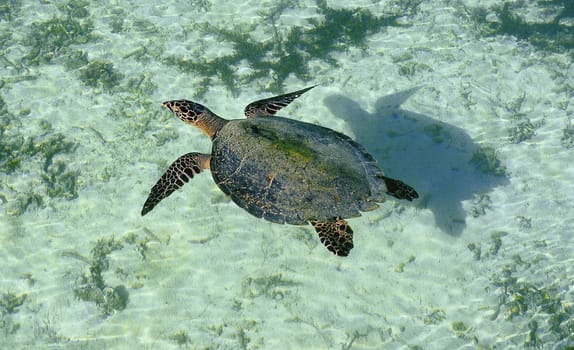 Flying Turtle...