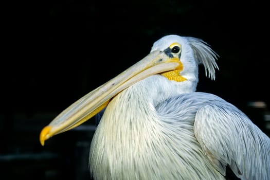 Pelican