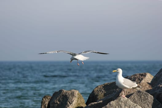 Baltic Sea,California(Schönberg) -----  The horizon straightened