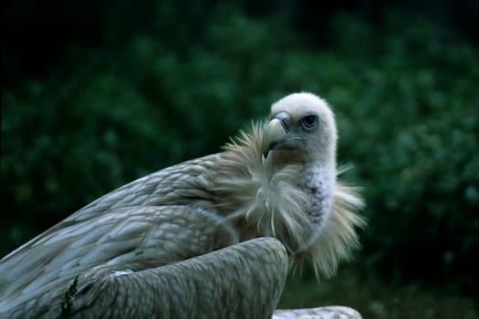 Vulture