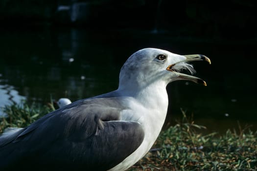 Gull