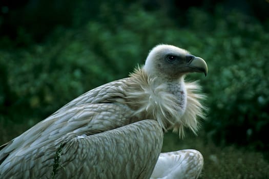 Vulture